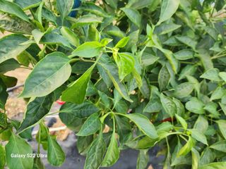 박해용(세건농장)님의 고추 · 수확 작성글 사진