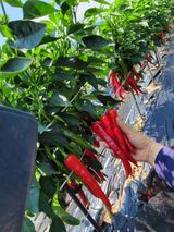 팜모닝 고추·수확 게시글 이미지