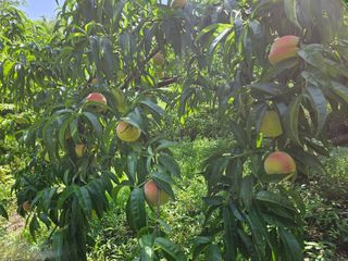 이신님의 어떤 유기농자재 쓰세요? · 참여글 작성글 사진