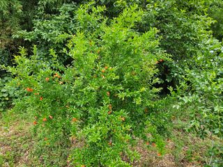 이신님의 어떤 유기농자재 쓰세요? · 참여글 작성글 사진