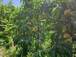 이신님의 어떤 유기농자재 쓰세요? · 참여글 작성글 사진