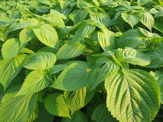 자두20879님의 들깨 · 자유게시판 작성글 사진