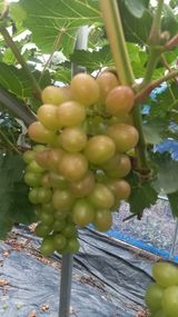 팜모닝 포도·자유게시판 게시글 이미지