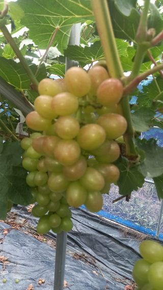 이병관님의 포도 · 자유게시판 작성글 사진