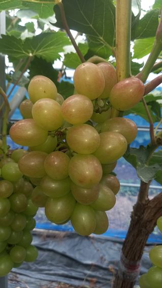 이병관님의 포도 · 자유게시판 작성글 사진