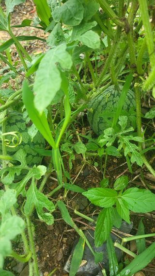 방촌대장님의 기타작물 · 자유게시판 작성글 사진