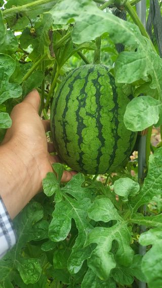 방촌대장님의 기타작물 · 자유게시판 작성글 사진