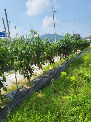 연승흠님의 고추 · 영농일지 작성글 사진