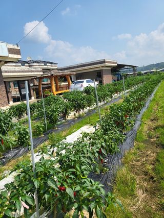 연승흠님의 고추 · 영농일지 작성글 사진
