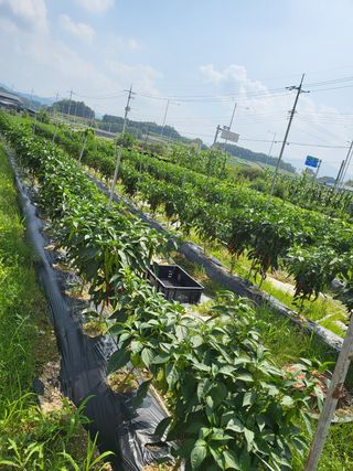 연승흠님의 고추 · 영농일지 작성글 사진