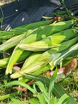 팜모닝 옥수수·영농일지 게시글 이미지