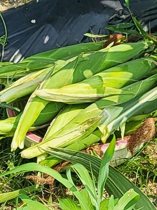 연승흠님의 옥수수 · 영농일지 작성글 사진