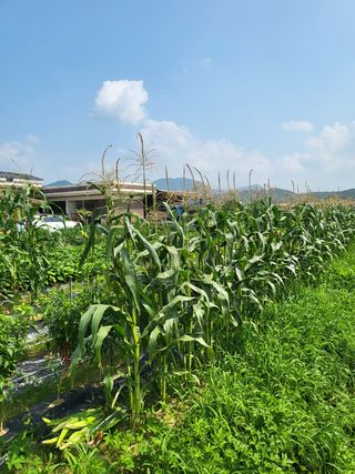 연승흠님의 옥수수 · 영농일지 작성글 사진