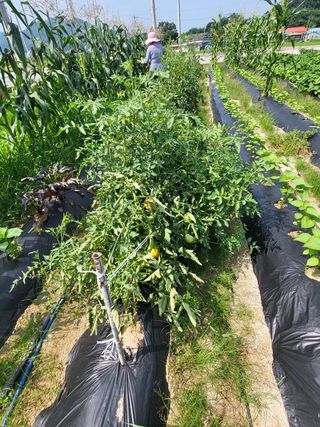 연승흠님의 토마토 · 영농일지 작성글 사진