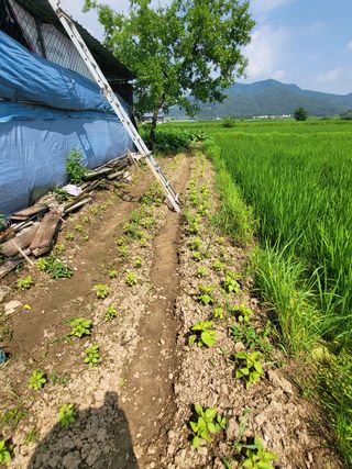 연승흠님의 상추 · 영농일지 작성글 사진
