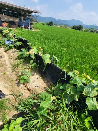 연승흠님의 오이 · 영농일지 작성글 사진