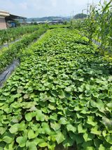 팜모닝 고구마·영농일지 게시글 이미지