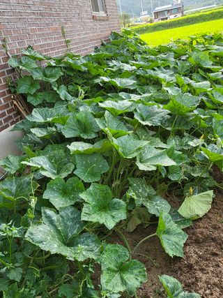 연승흠님의 호박 · 영농일지 작성글 사진