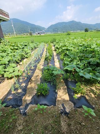 연승흠님의 들깨 · 영농일지 작성글 사진