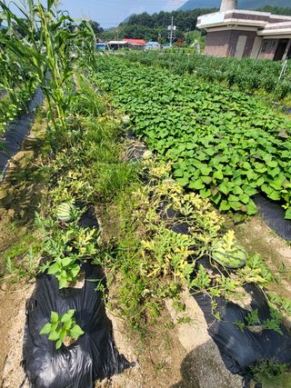 연승흠님의 들깨 · 영농일지 작성글 사진