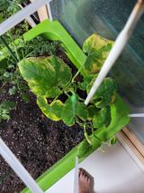 팜모닝 기타작물·병해충상담 게시글 이미지