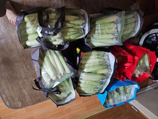 조순귀창원성산구사파님의 옥수수 · 자유게시판 작성글 사진