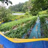 팜모닝 고구마·자유게시판 게시글 이미지