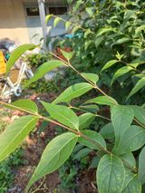 팜모닝 기타작물·병해충상담 게시글 이미지