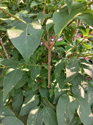 바람불다님의 기타작물 · 병해충상담 작성글 사진