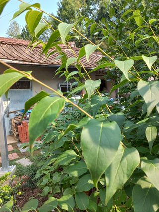 바람불다님의 기타작물 · 병해충상담 작성글 사진