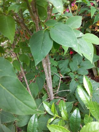 바람불다님의 기타작물 · 병해충상담 작성글 사진