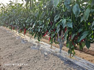 홍성덕님의 고추 · 수확 작성글 사진