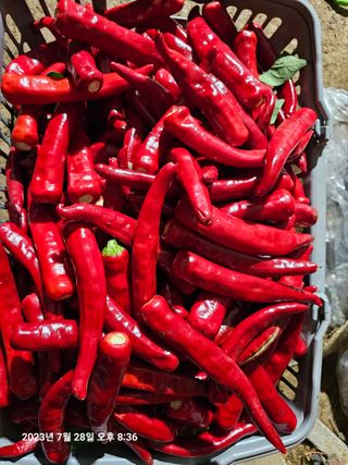 홍성덕님의 고추 · 수확 작성글 사진