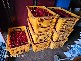 홍성덕님의 고추 · 수확 작성글 사진