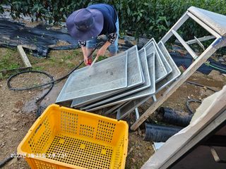 홍성덕님의 고추 · 수확 작성글 사진