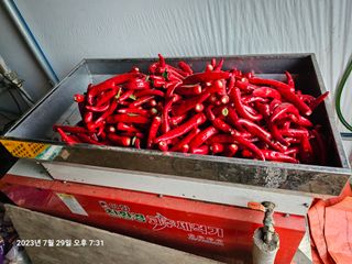 홍성덕님의 고추 · 수확 작성글 사진