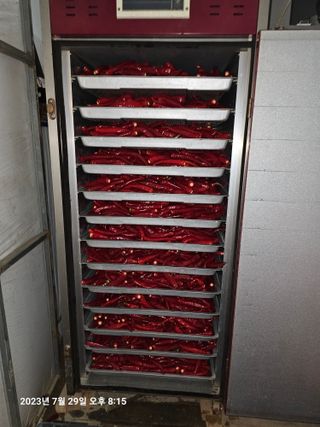 홍성덕님의 고추 · 수확 작성글 사진