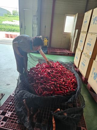 임순영님의 고추 · 수확 작성글 사진