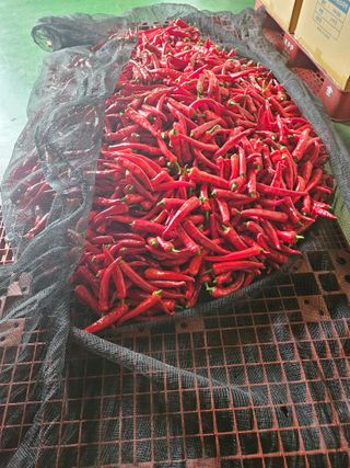 임순영님의 고추 · 수확 작성글 사진