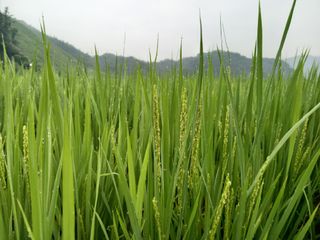 봉골농장님의 벼 · 자유게시판 작성글 사진