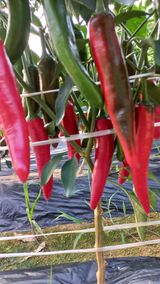 팜모닝 고추·수확 게시글 이미지