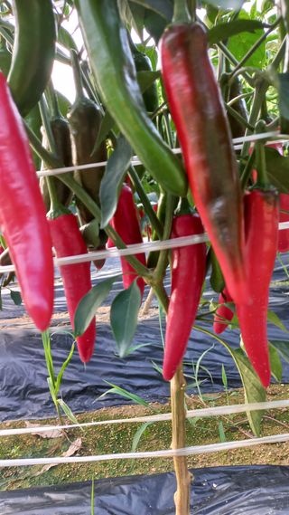 이은주님의 고추 · 수확 작성글 사진