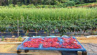 이은주님의 고추 · 수확 작성글 사진