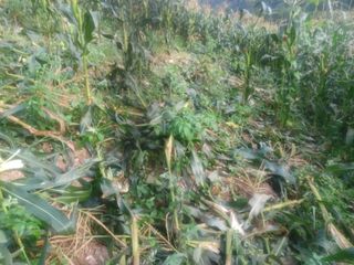 박흥구님의 옥수수 · 자유게시판 작성글 사진