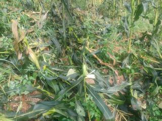 박흥구님의 옥수수 · 자유게시판 작성글 사진