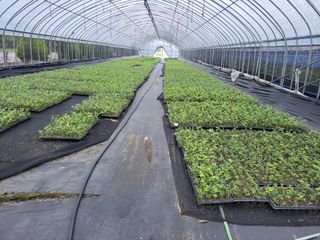 까끔이골농님의 블루베리 · 자유게시판 작성글 사진