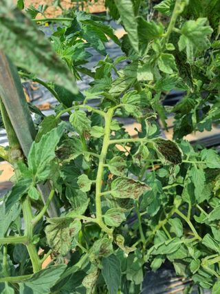 김사문님의 토마토 · 병해충상담 작성글 사진