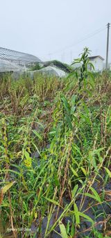 팜모닝 자유주제·자유게시판 게시글 이미지