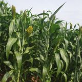 팜모닝 자유주제·자유게시판 게시글 이미지