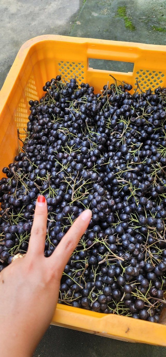 장터 상품 [아로니아1Kg] 썸네일